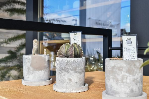 クラフト雑貨店の植物